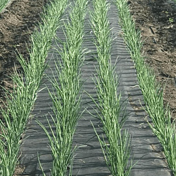 Агротекс 40 - 1,6х400м черный можно купить оптом и в розницу со склада в Москве и Воронеже через компанию ВРН упак, осуществляем доставку товара по всей России и СНГ.